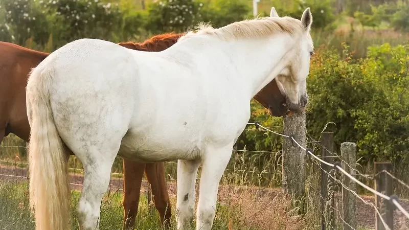 Horses in Scotland field